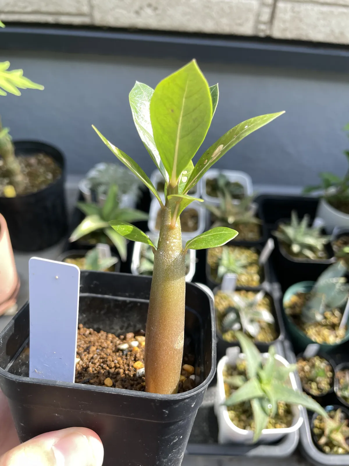 Adenium arabicum (アデニウム アラビカム イエメン)