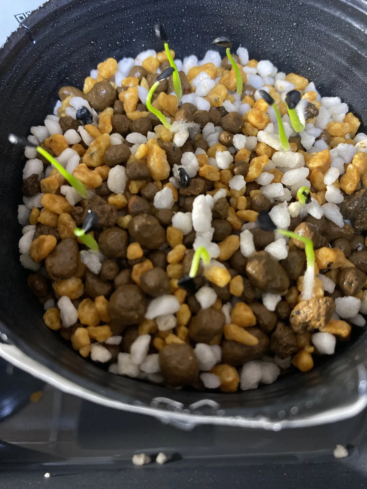 Agave utahensis var. eborispina (アガベ エボリスピナ)