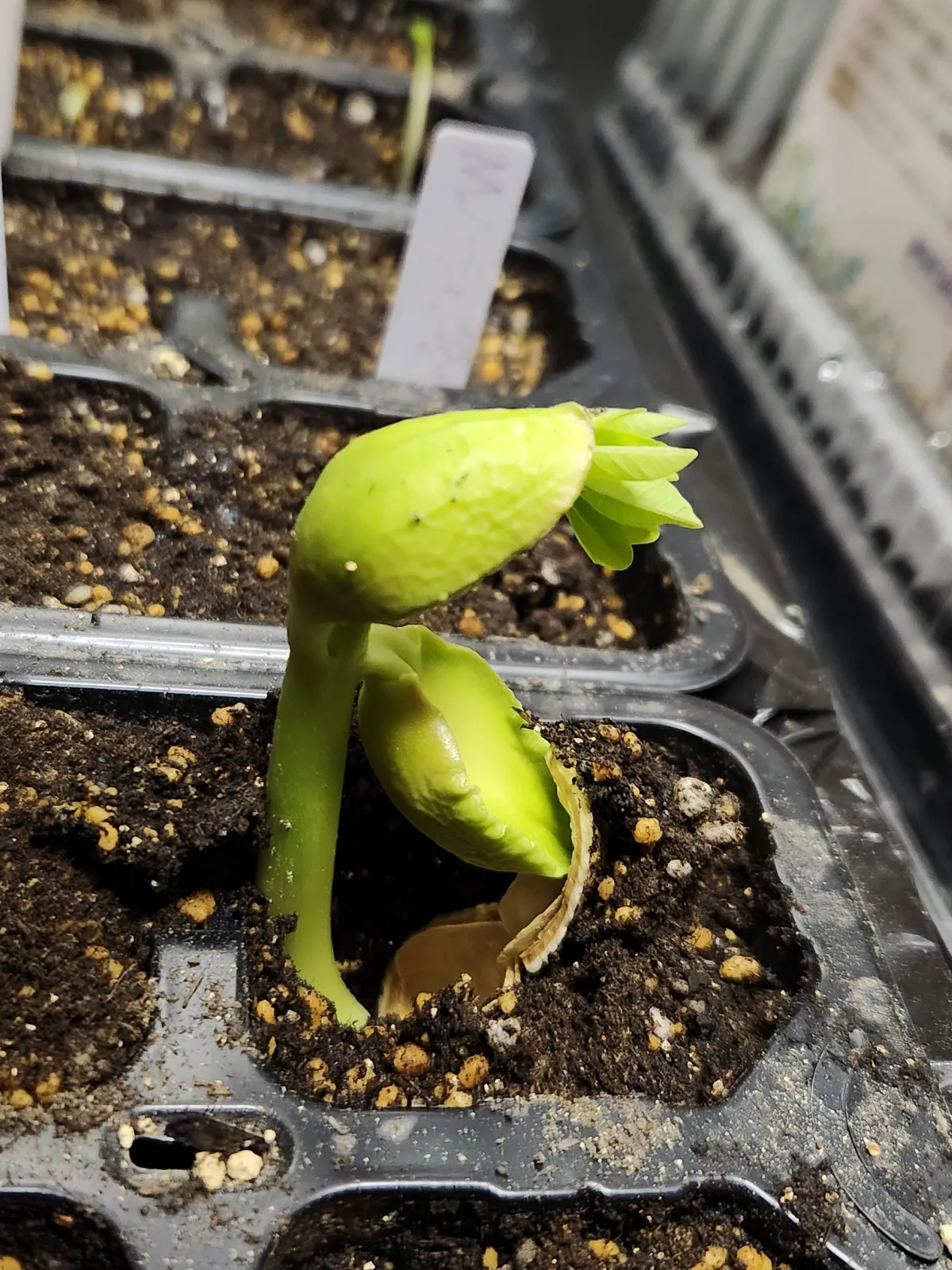 Moringa hildebrandtii (モリンガ ヒルデブランドティ)