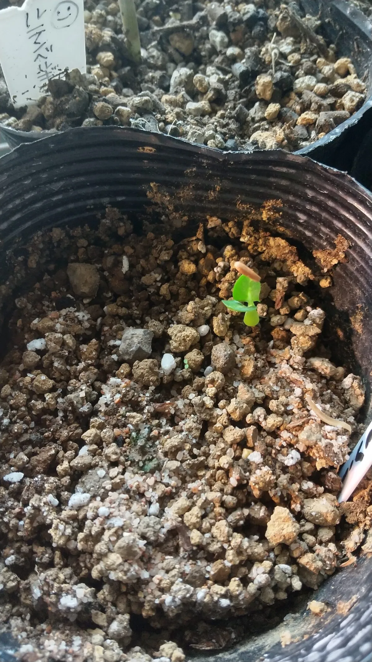 Pachypodium brevicaule subsp. leucoxanthum (パキポディウム レウコキサンツム)