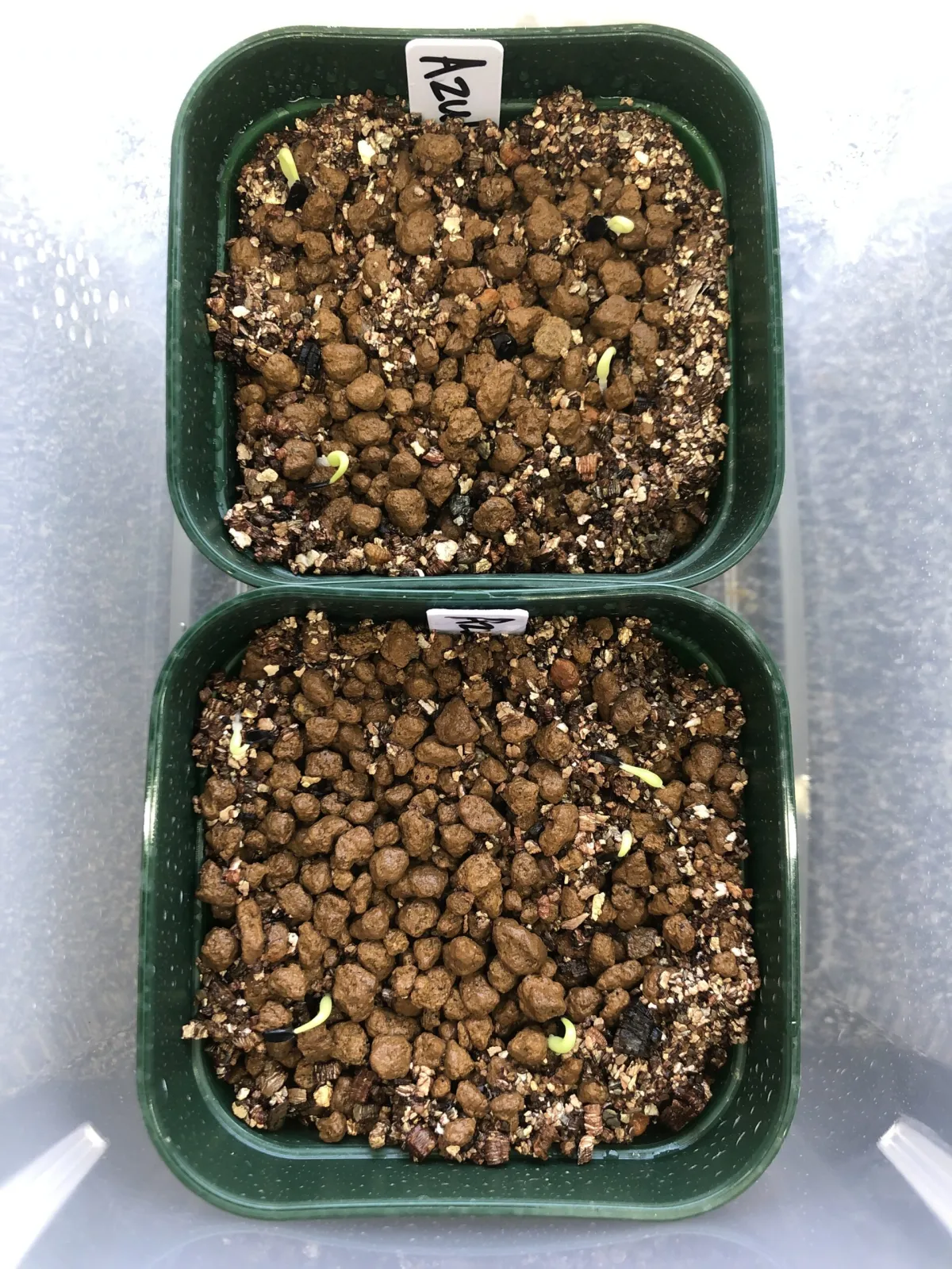 Agave difformis 'Azul' (アガベ ディフォルミス アズール)