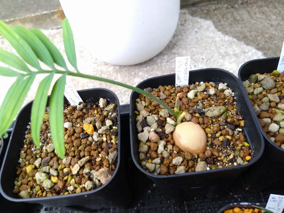 Cycas siamensis 'Dwarf Form' (サイカス サイアメンシスドワーフ)