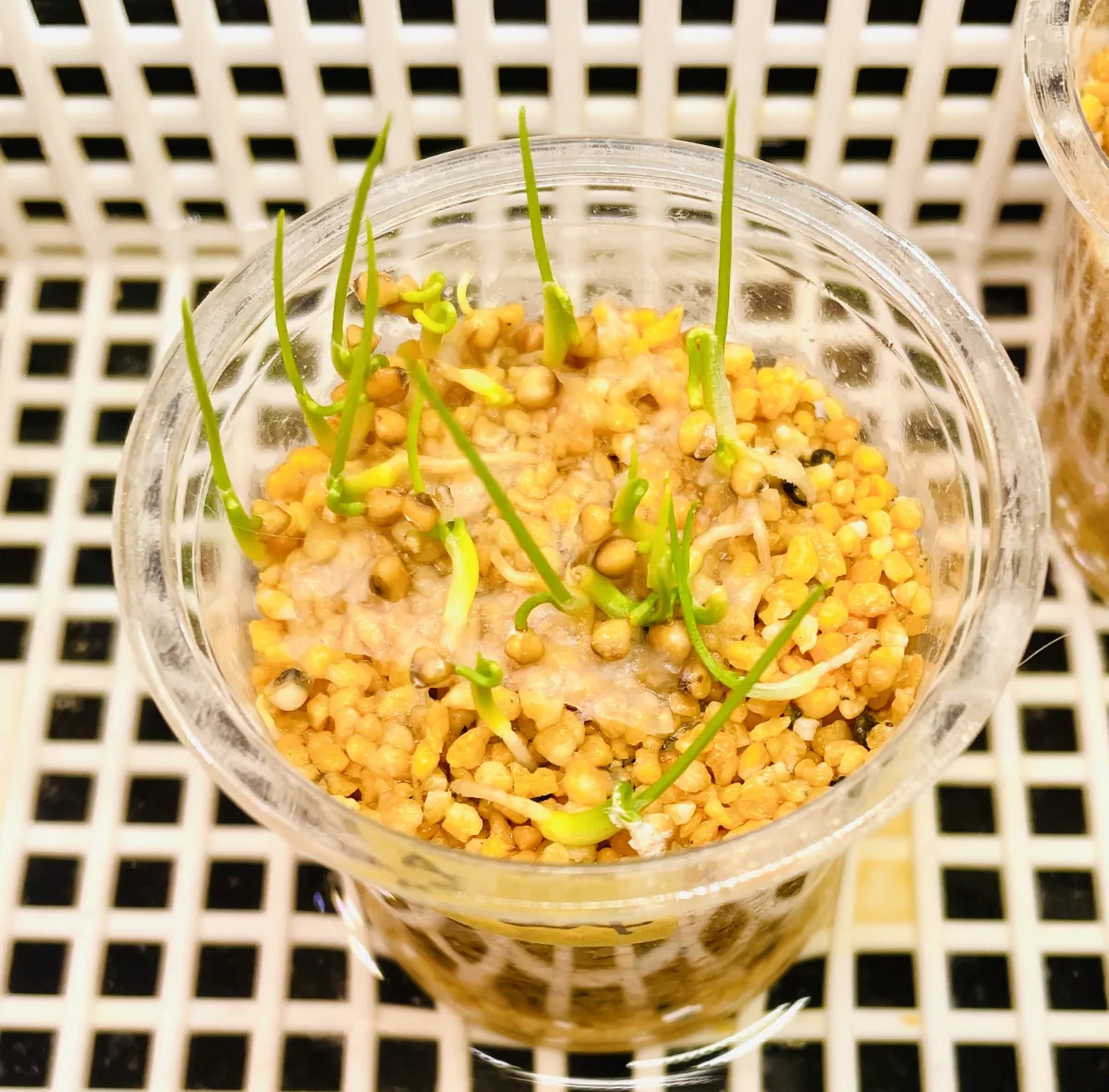 Dasylirion wheeleri (ダシリリオン ウィーレリ)