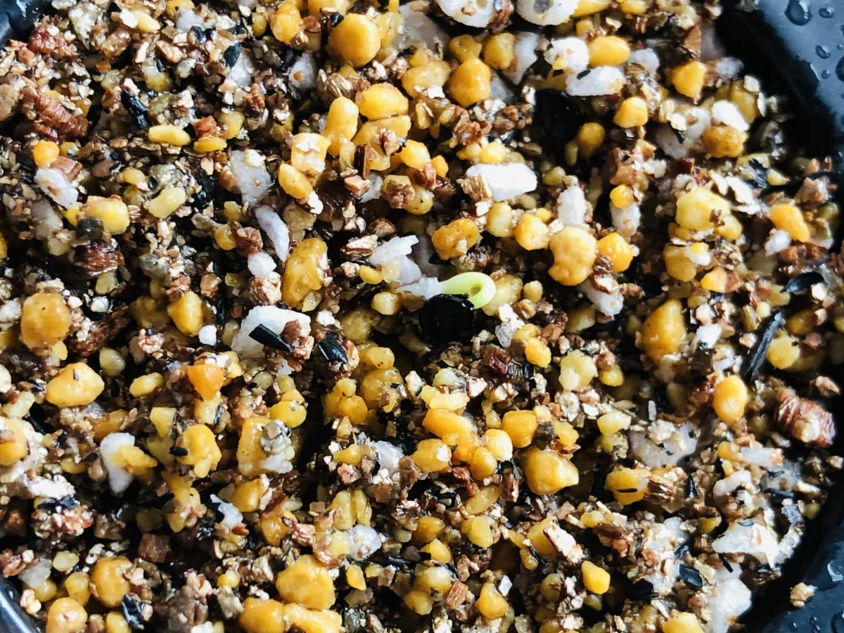 Agave titanota 'Blue' (アガベ チタノタブルー)