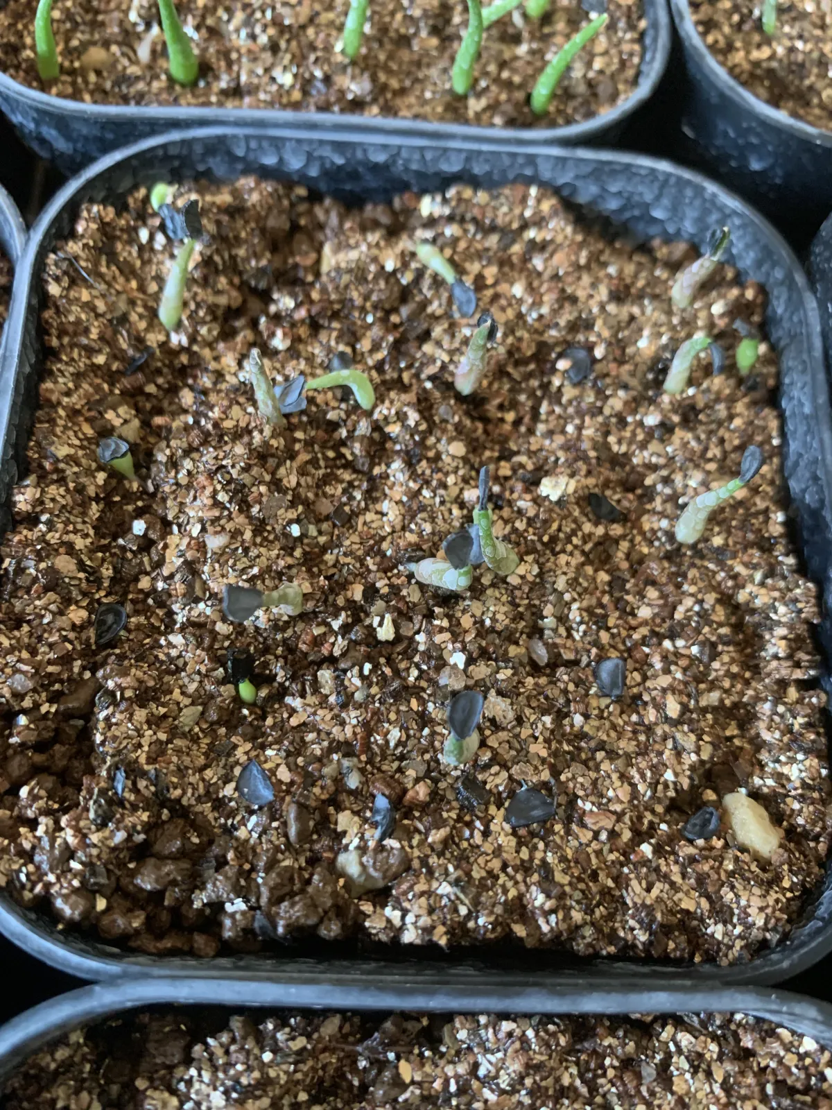 Agave oteroi (アガベ オテロイ)