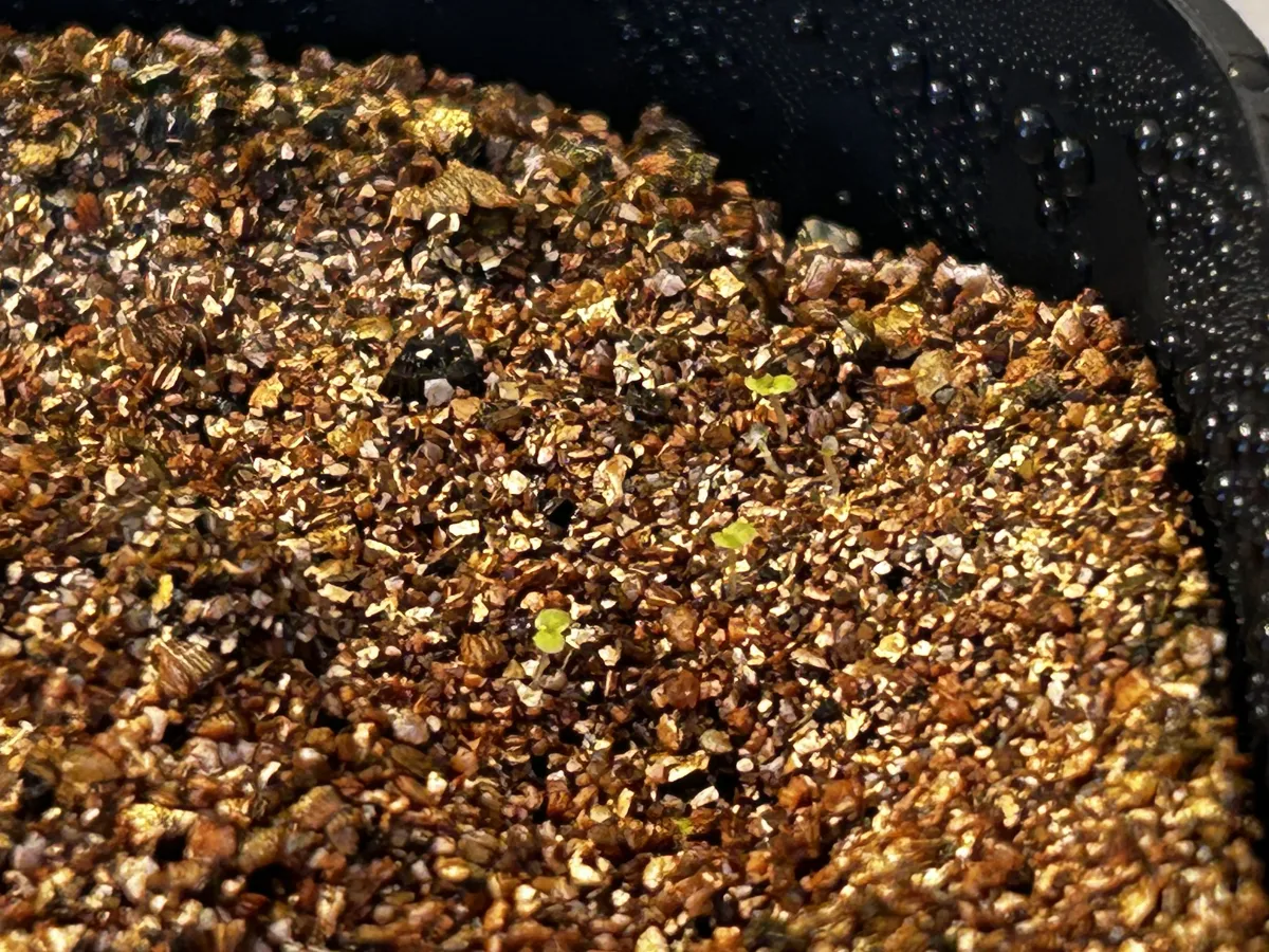 Begonia pengchingii (ベゴニア ペングチンギー)