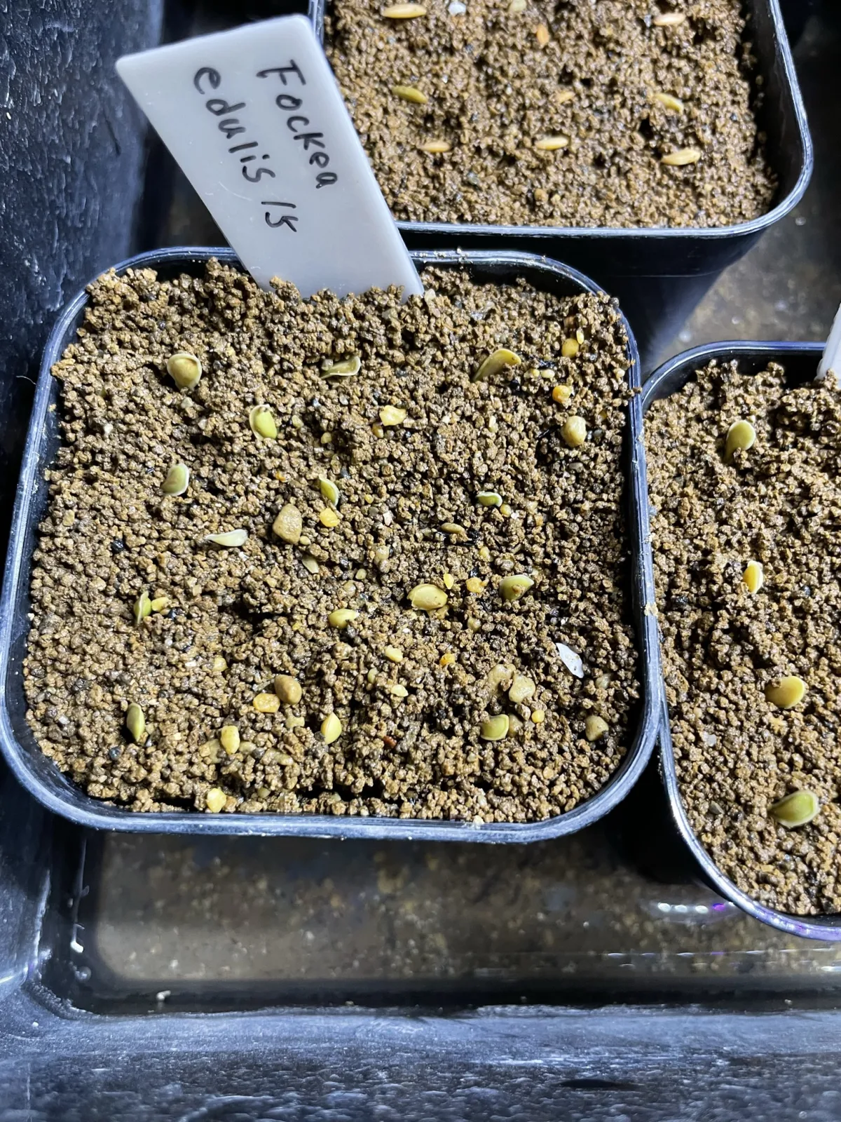 Fockea edulis (フォッケア 火星人)