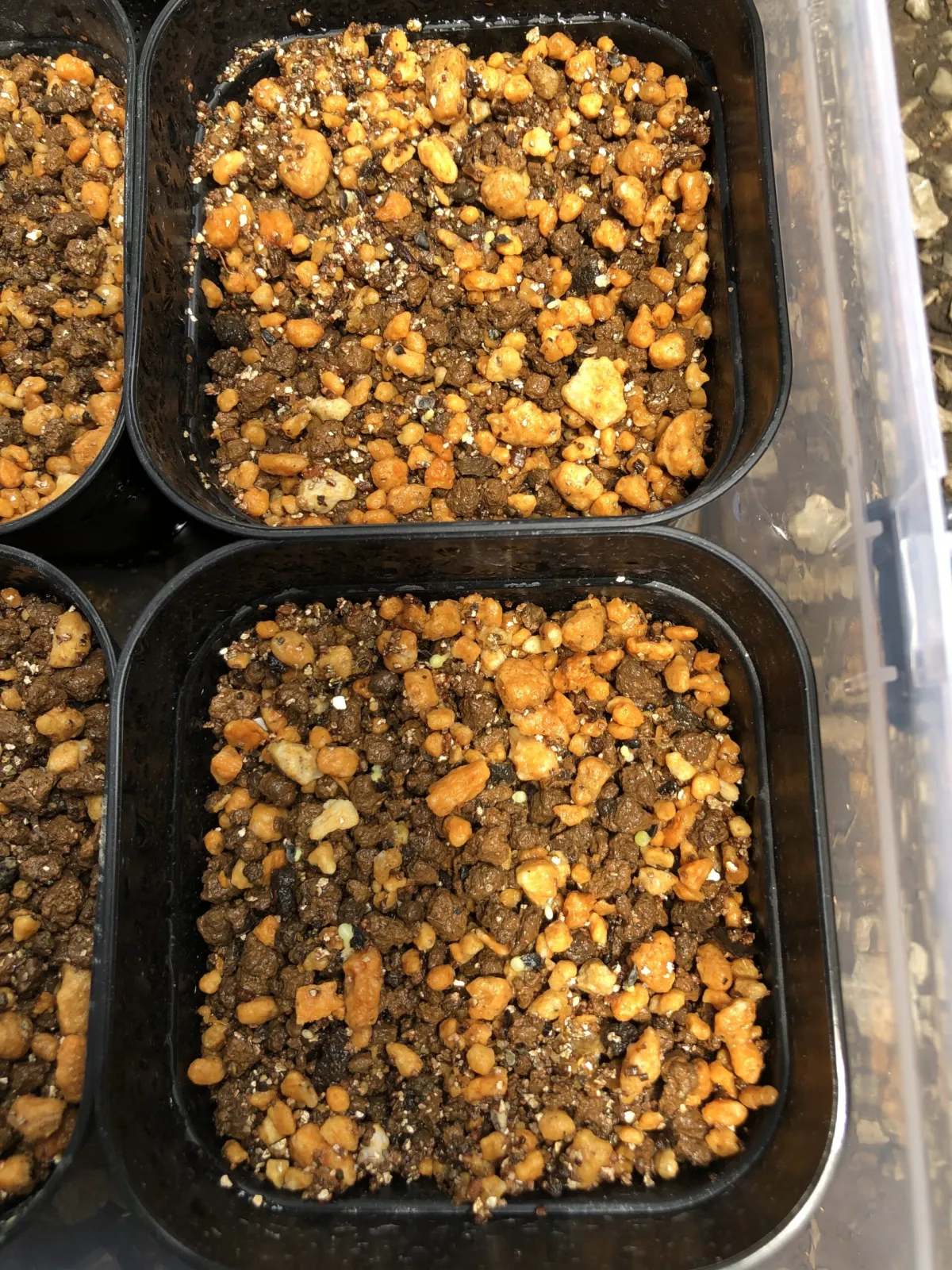 Aloe microstigma (アロエ ミクロスティグマ)