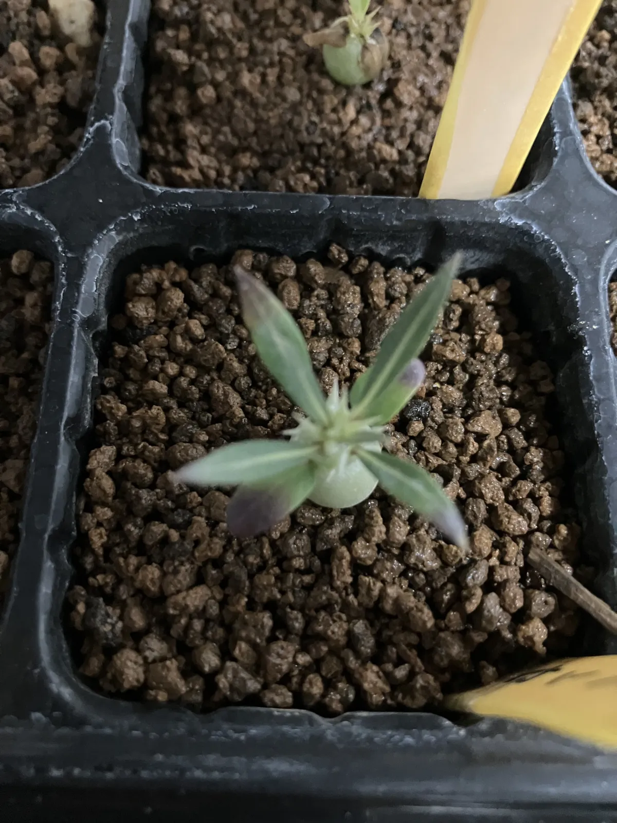 Pachypodium horombense (パキポディウム ホロンベンセ)