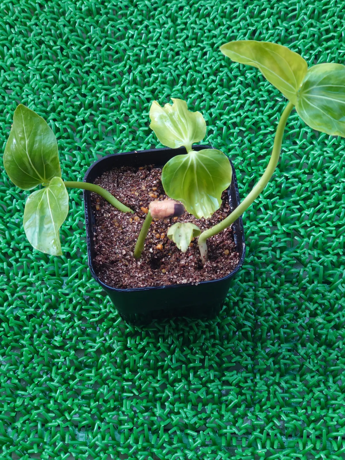 Adansonia za (アダンソニア（バオバブ） ザ)