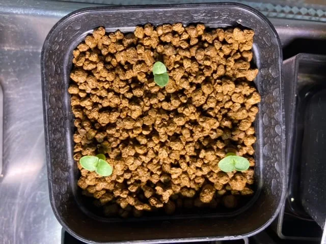 Pachypodium succulentum (パキポディウム サキュレンタム 天馬空)