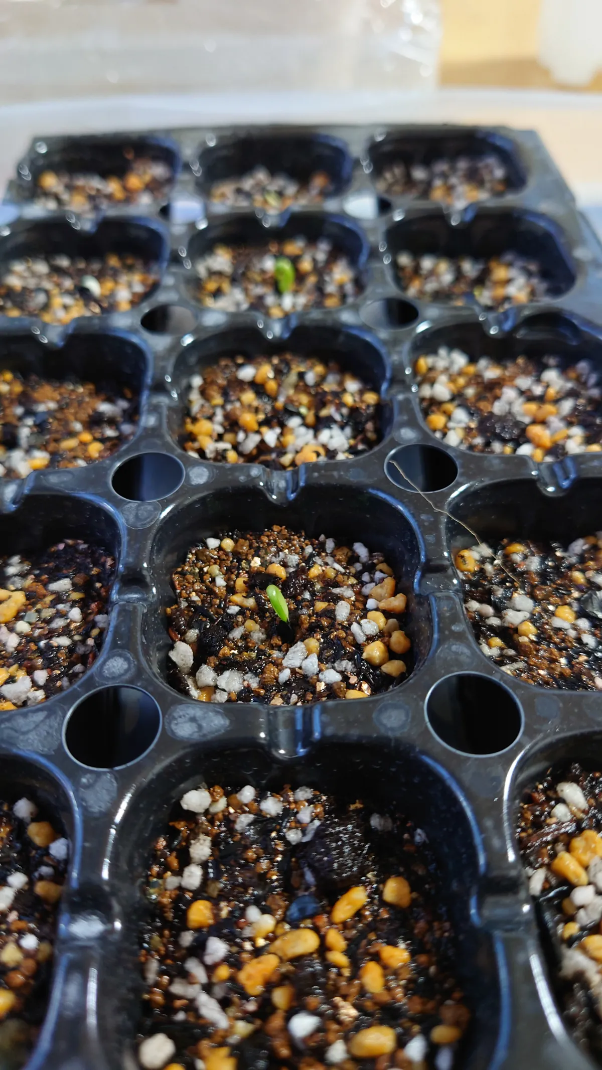 Agave horrida ssp. horrida (アガベ ホリダ)