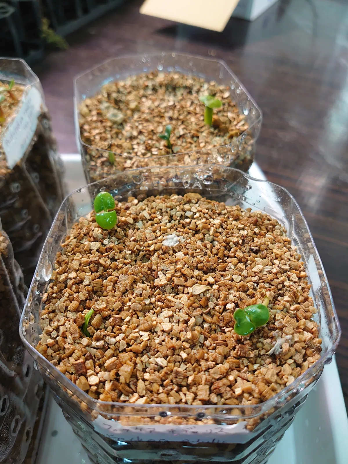 Fockea edulis (フォッケア 火星人)