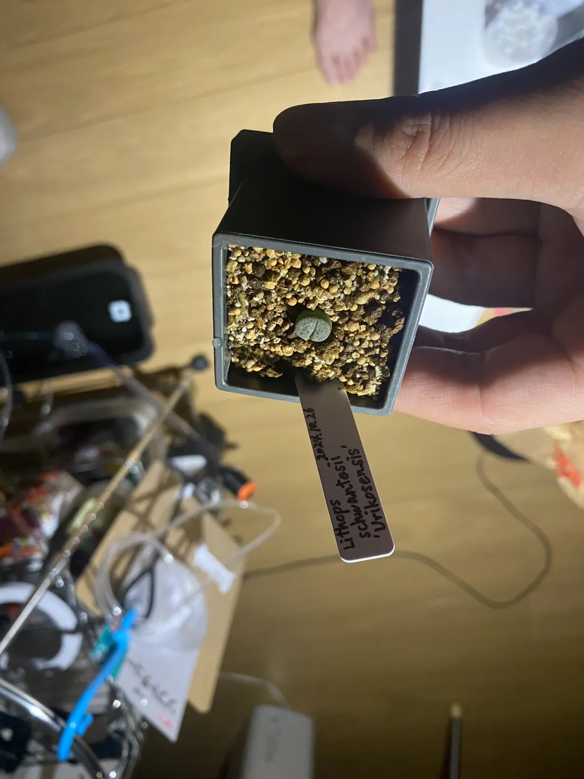 Lithops schwantesii var. urikosensis (リトープス シュワンテシー ウリコセンシス)