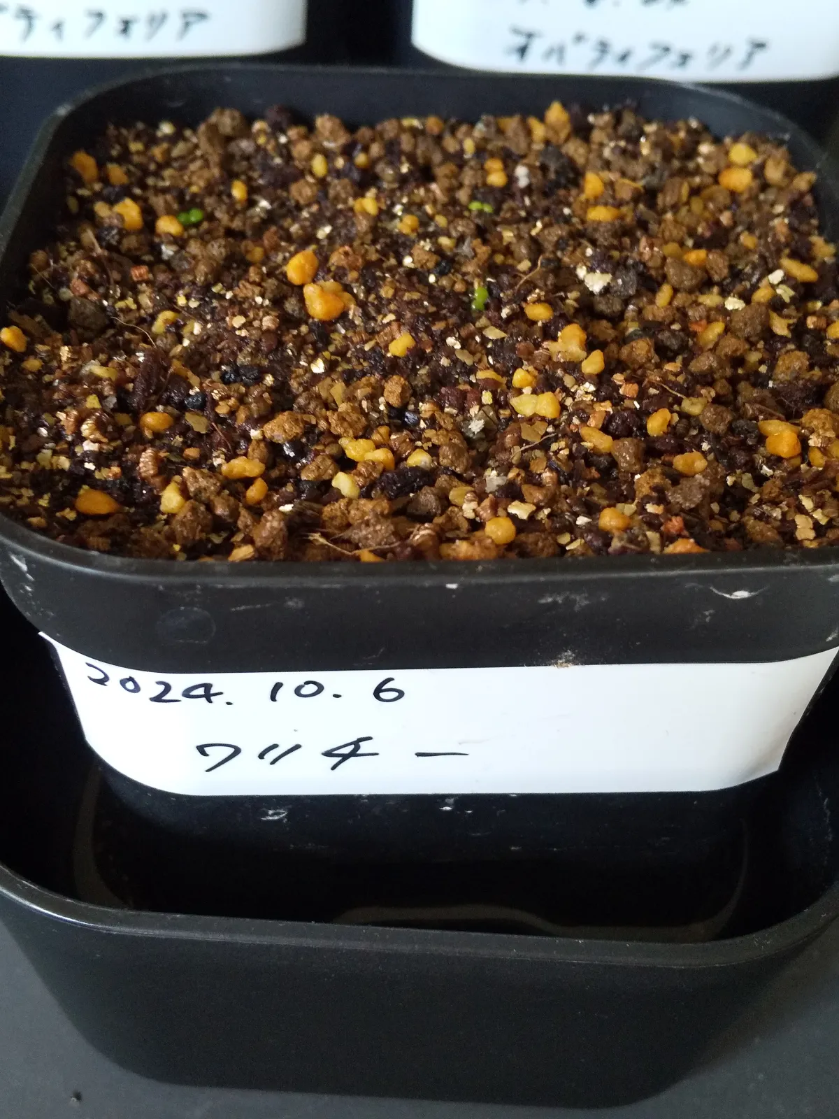 Tylecodon wallichii (ティレコドン ワリチー)