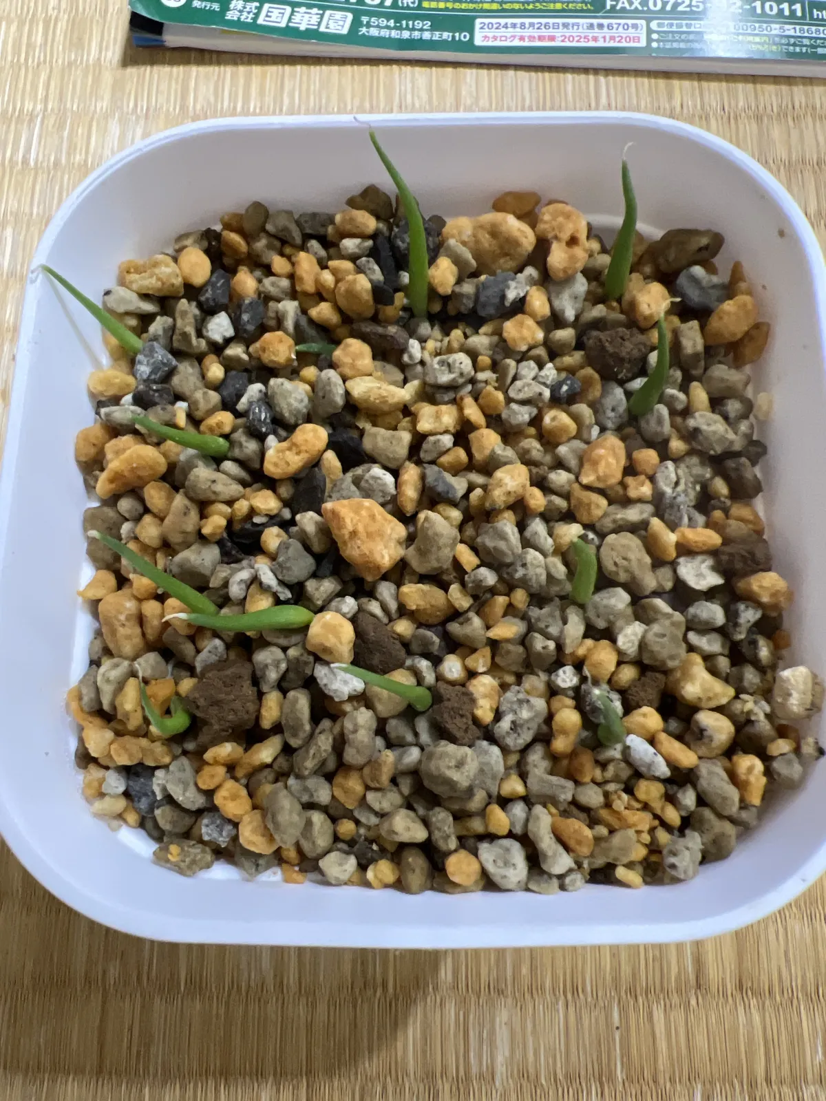 Agave utahensis var. eborispina 'Corkscrew' (アガベ ユタエンシスコークスクリュー)