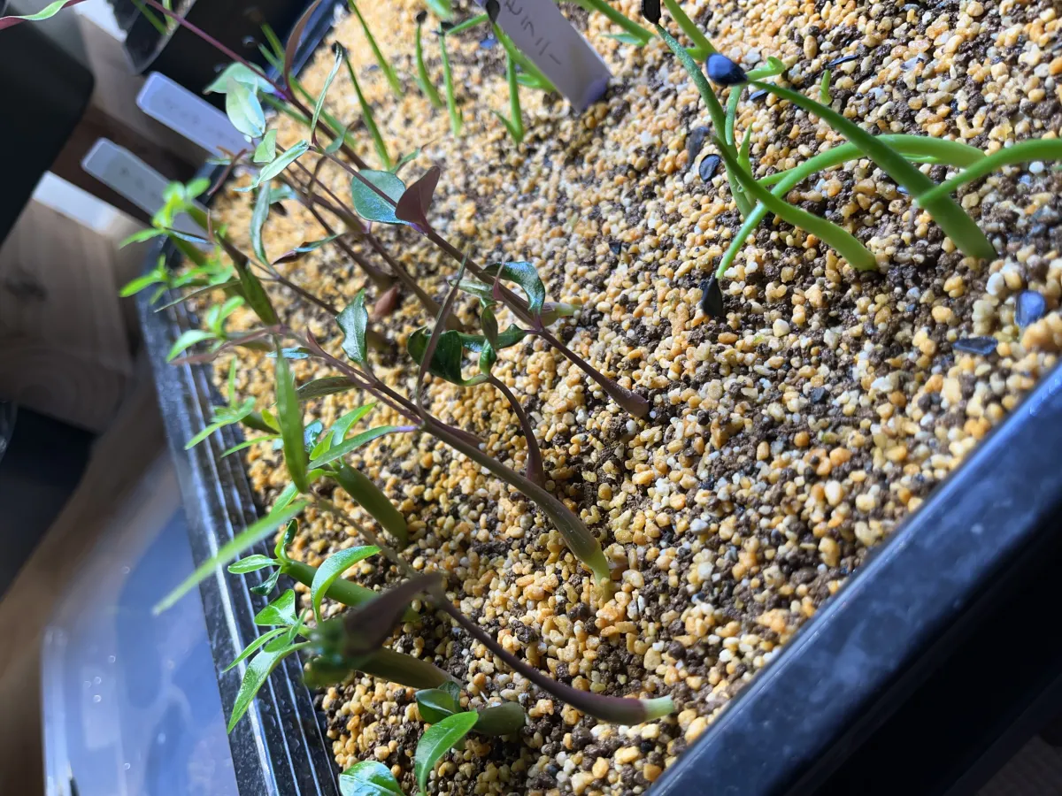 Petopentia natalensis (ペトペンチア ナタレンシス)