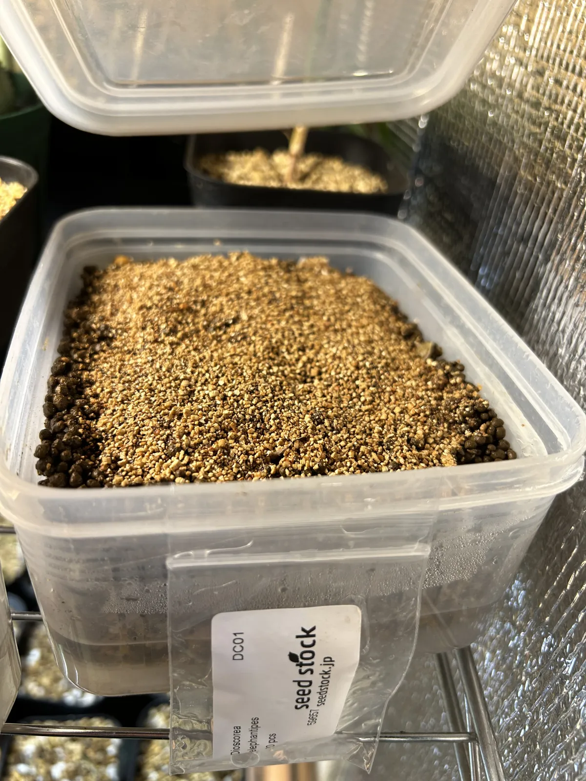 Dioscorea elephantipes (ディオスコレア エレファンティペス アフリカ亀甲竜)