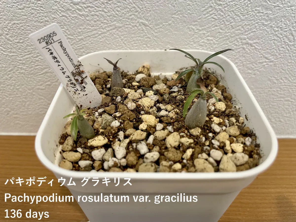 Pachypodium rosulatum var. gracilius (パキポディウム グラキリス)