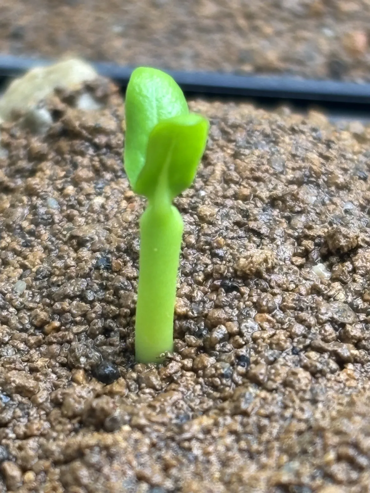 Pachypodium ambongense (パキポディウム アンボンゲンセ)