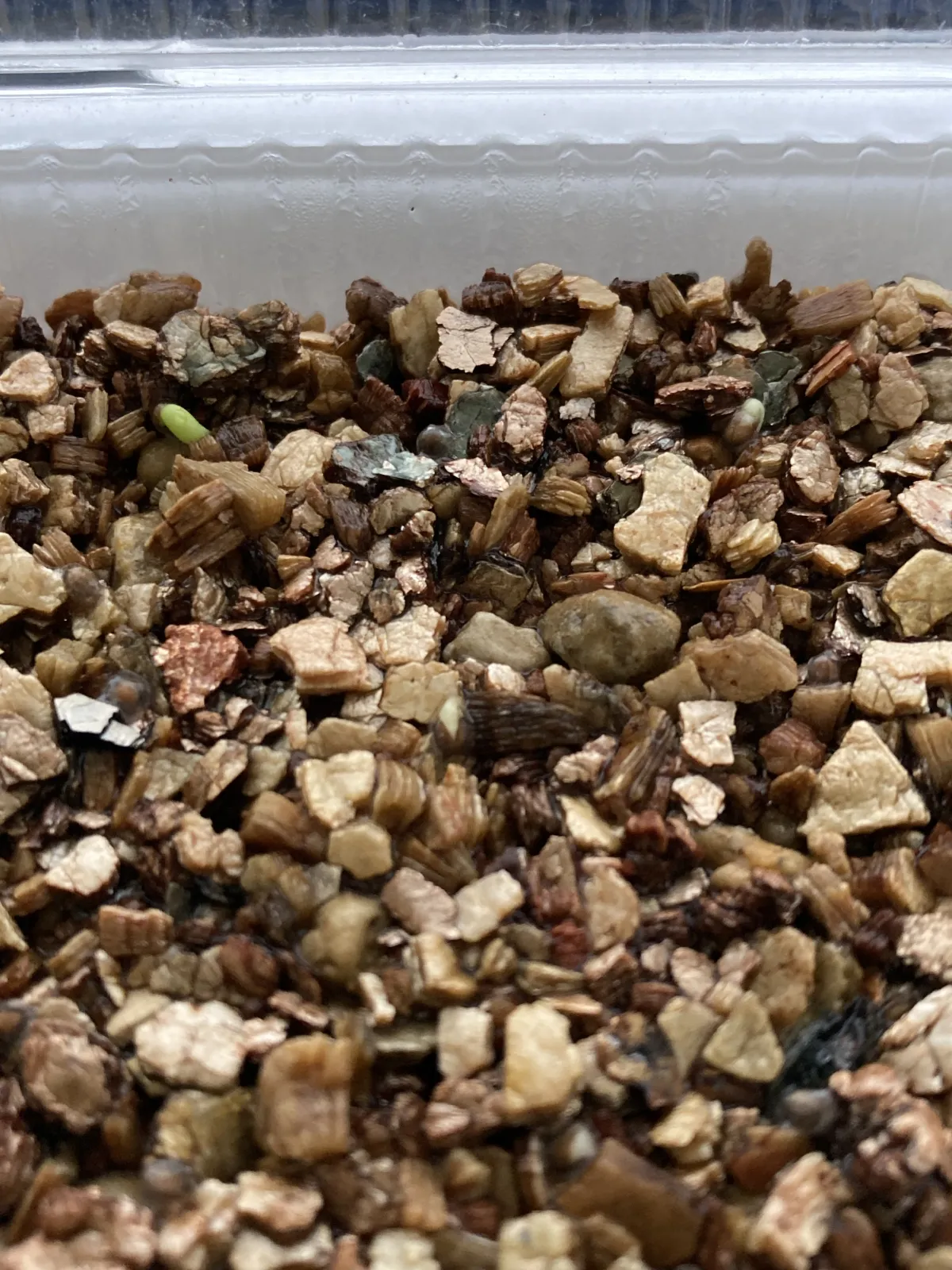 Euphorbia stellata (ユーフォルビア ステラータ 飛竜)