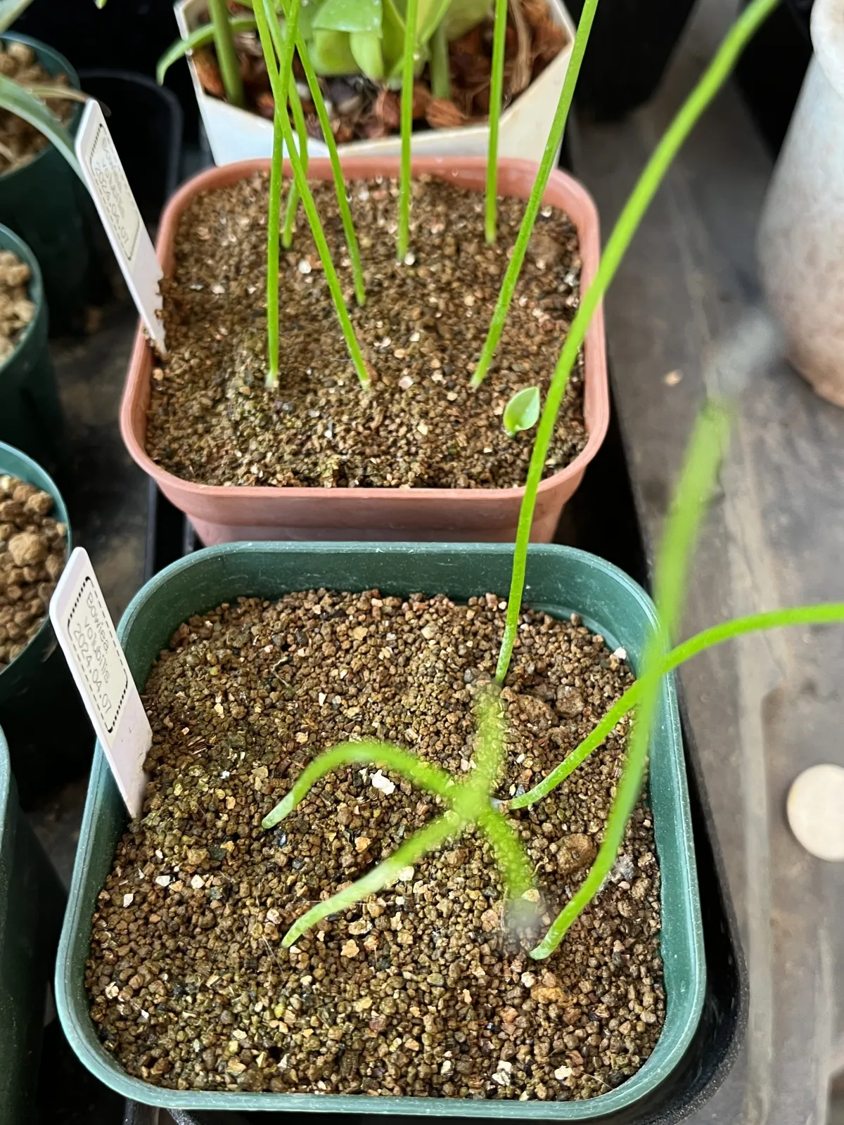 Bowiea volubilis (ボウィエア ボルビリス 蒼角殿)