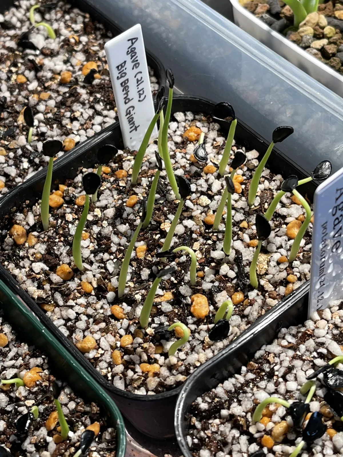 Agave havardiana (アガベ ビッグベンドジャイアント)