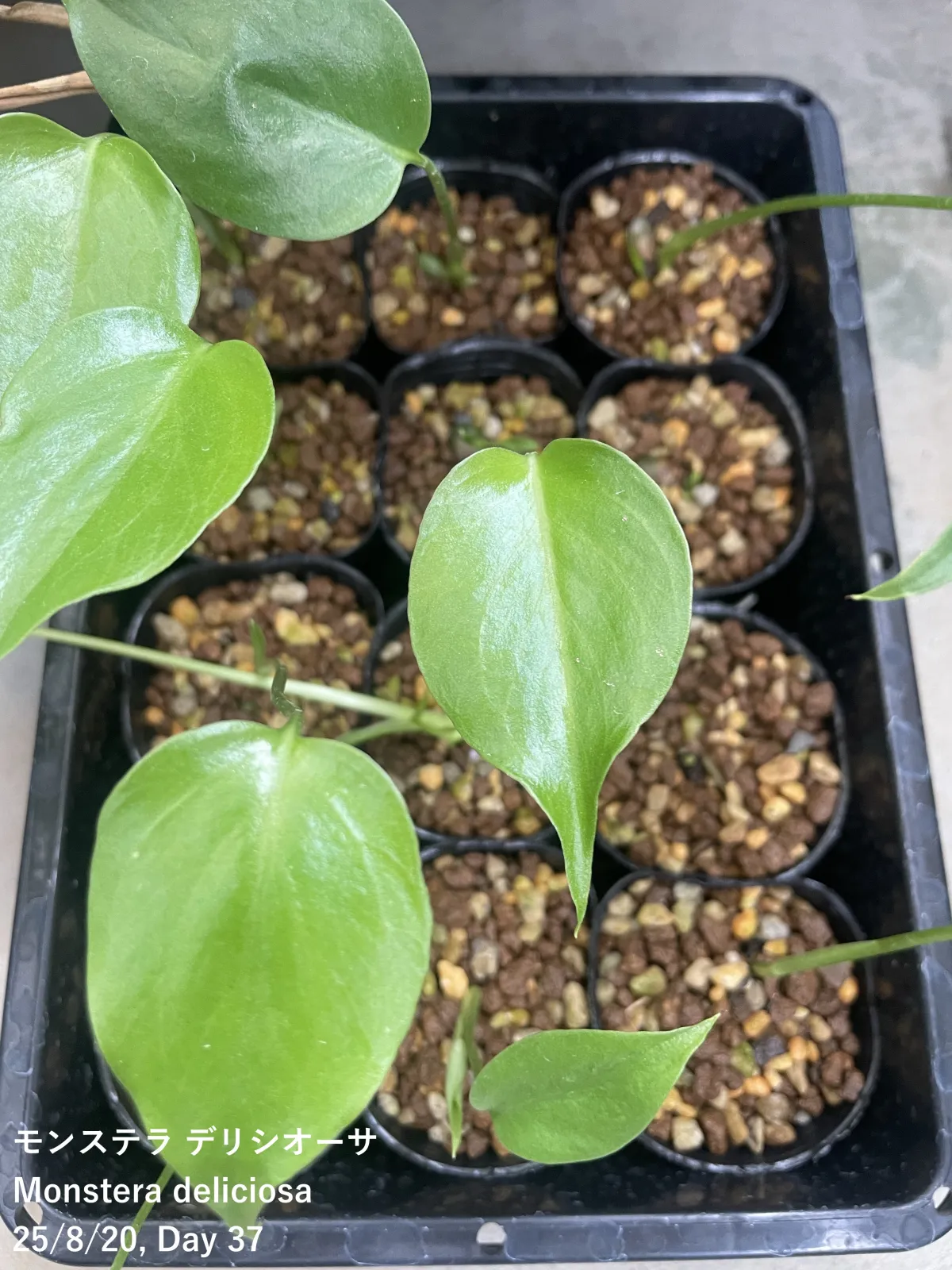 Monstera deliciosa (モンステラ デリシオーサ)