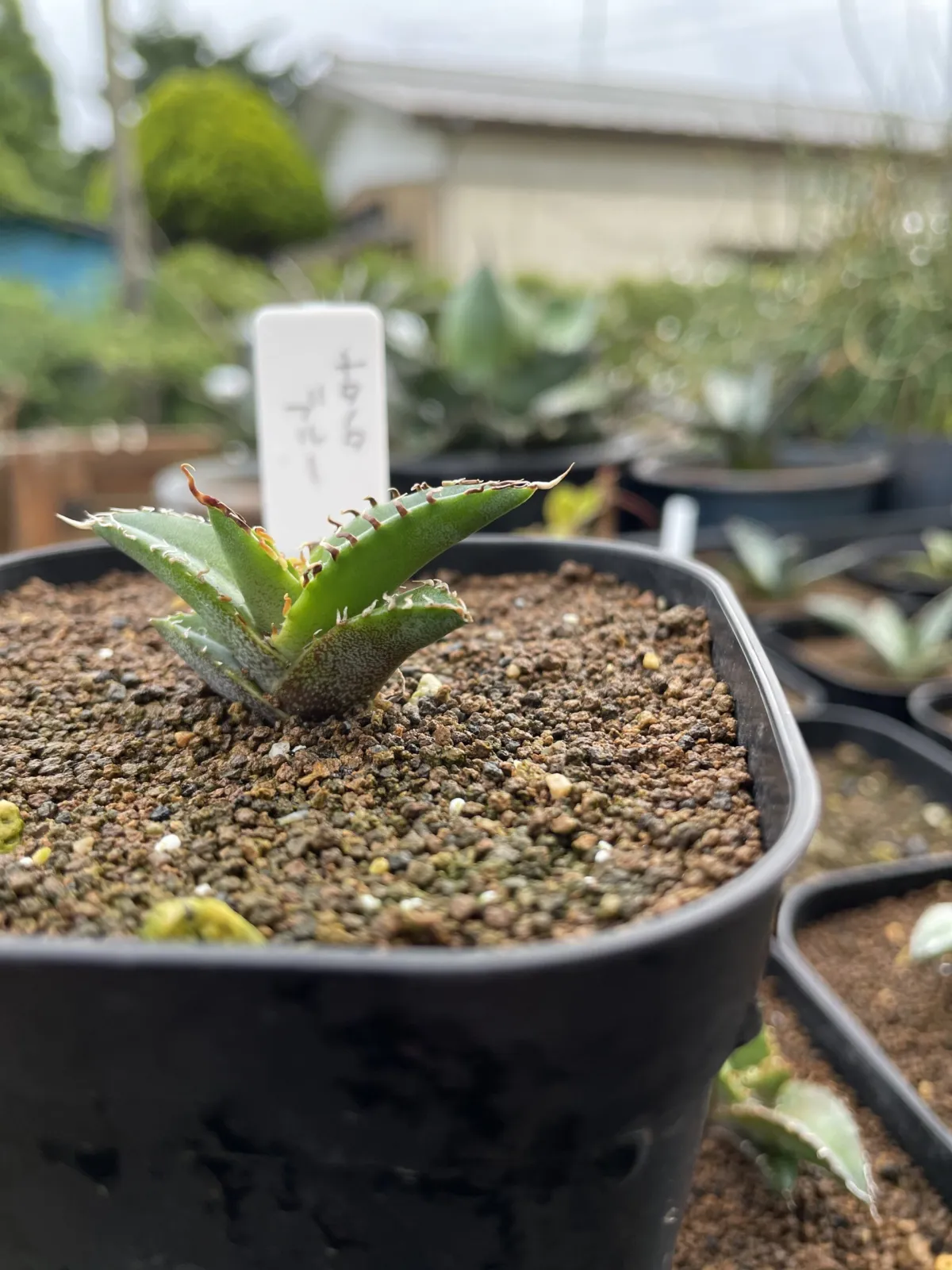 Agave titanota 'Blue' (アガベ チタノタブルー)