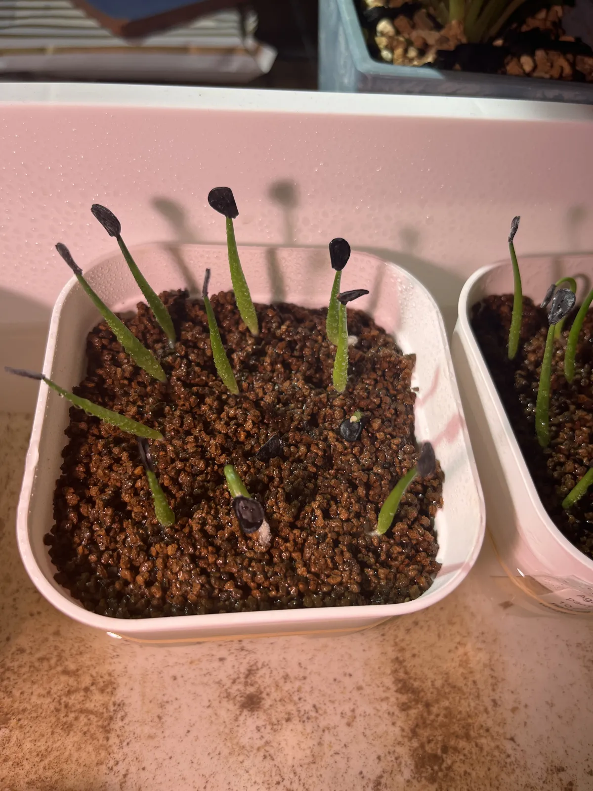 Agave parryi x flexispina (アガベ パリー x フレキシスピナ)