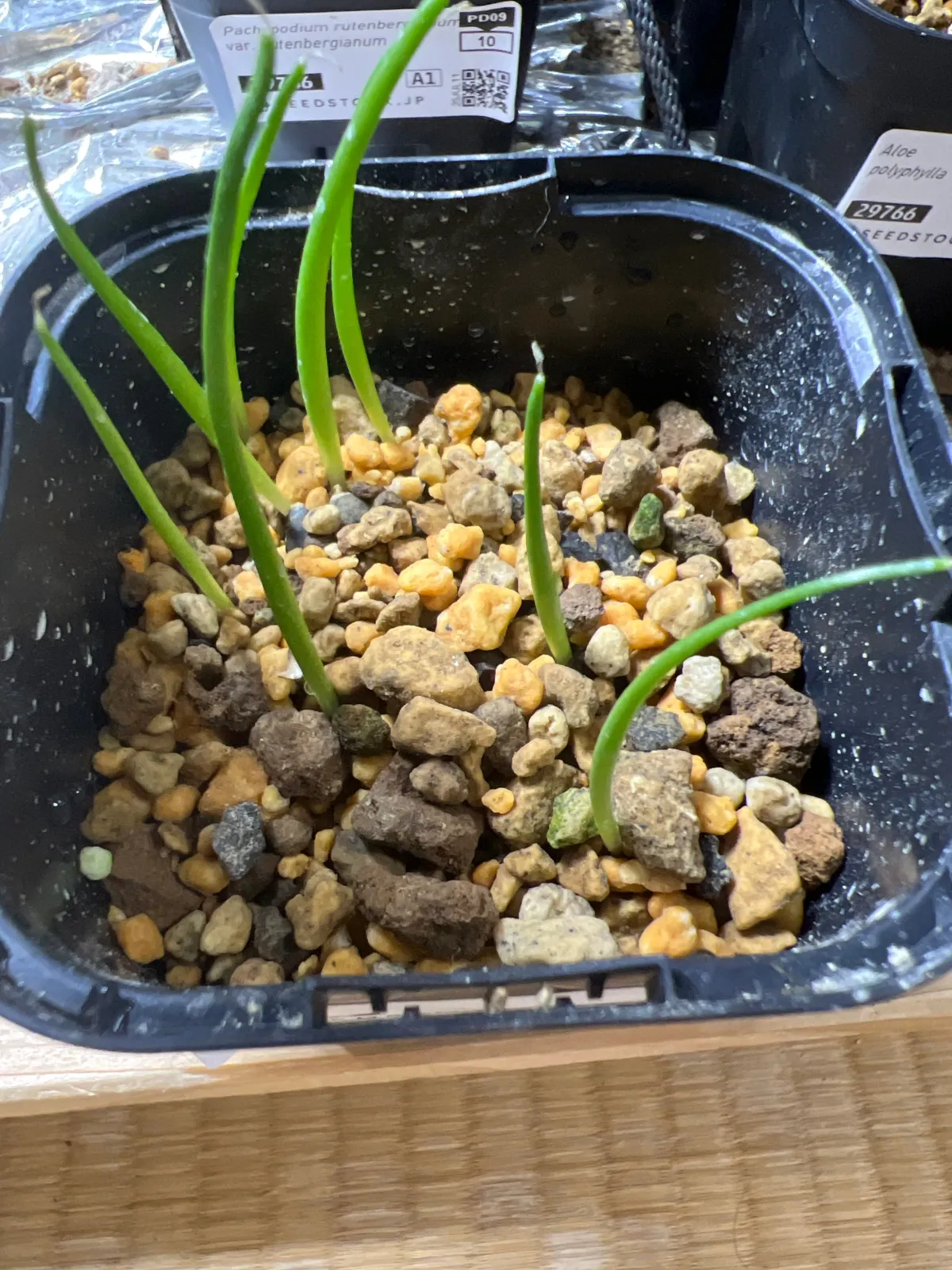 Agave colorata Mescal Ceniza (アガベ コロラータ)