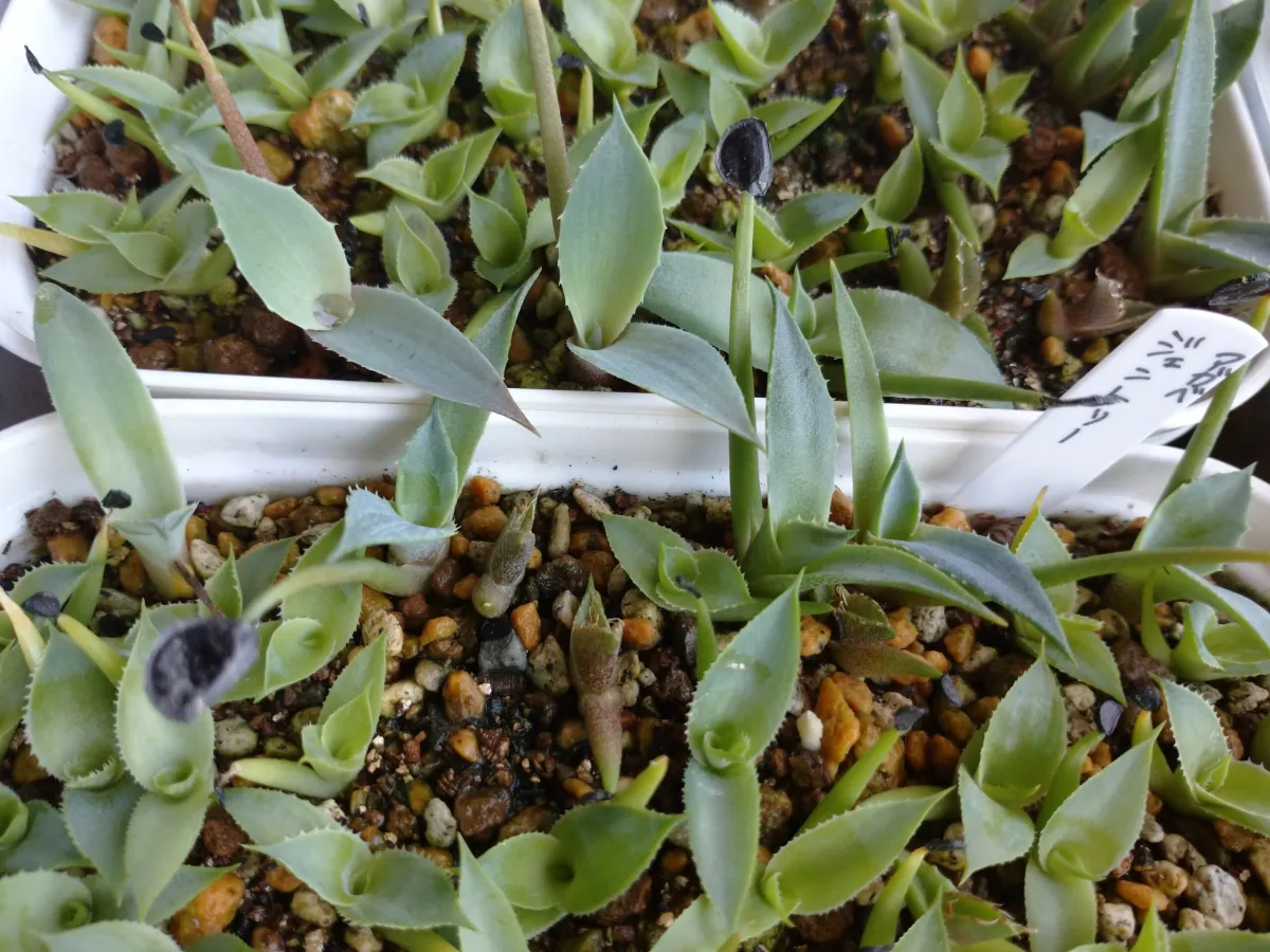 Agave gentryi (アガベ ジェントリー)