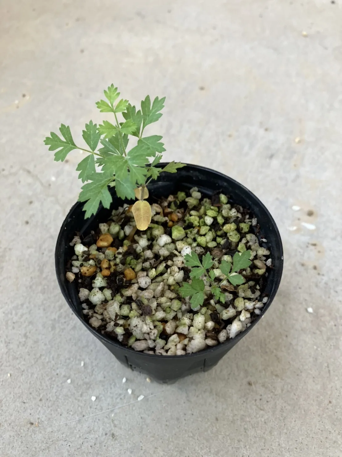 Pachycormus discolor (パキコルムス ディスカラー)