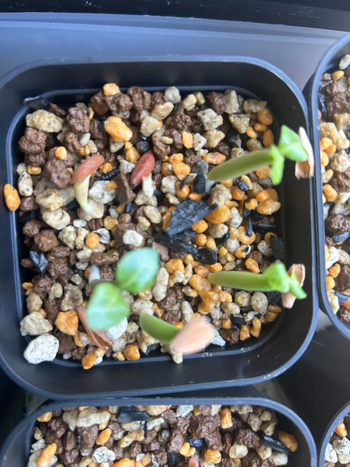 Adenium arabicum Godji x MKMK (アデニウム アラビカム ゴッジ x MKMK)