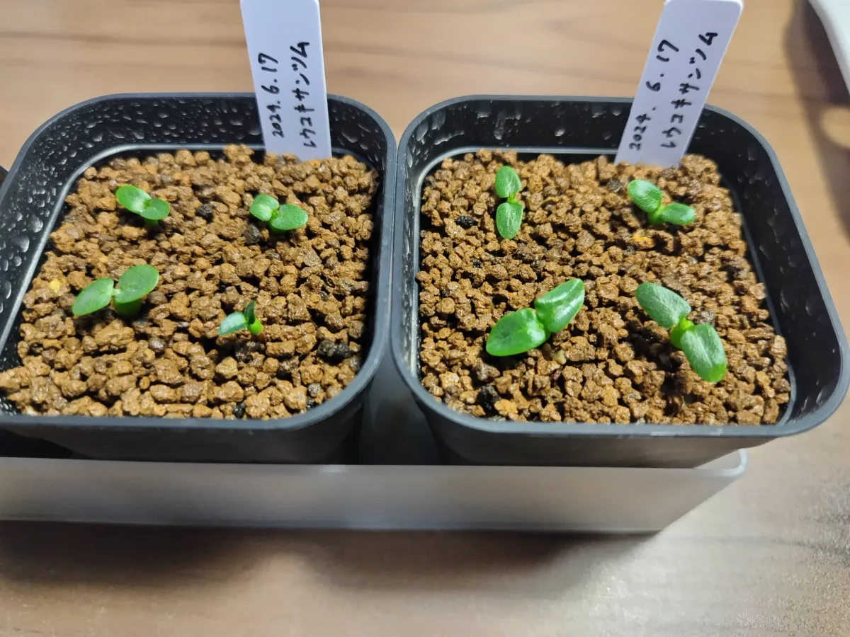 Pachypodium brevicaule subsp. leucoxanthum (パキポディウム レウコキサンツム)