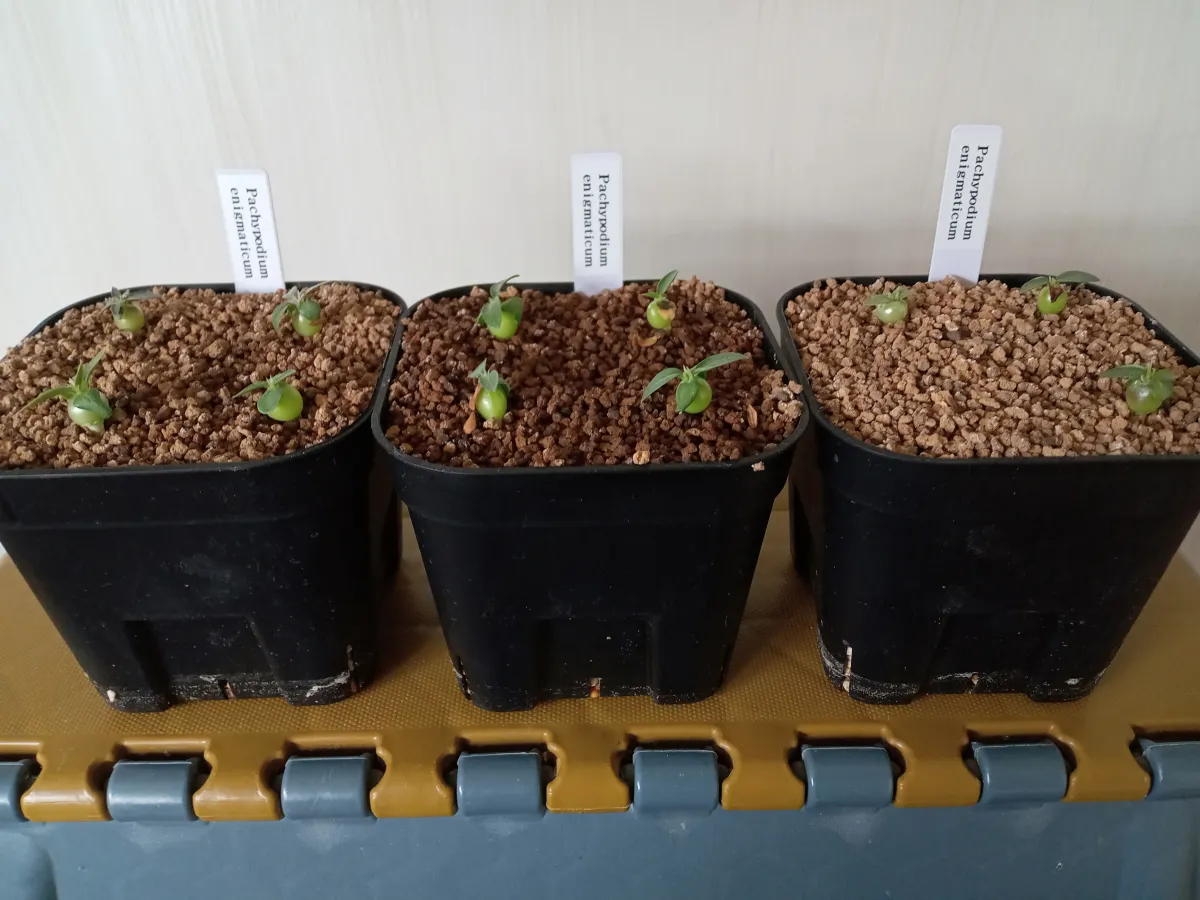 Pachypodium enigmaticum (パキポディウム エニグマチカム)