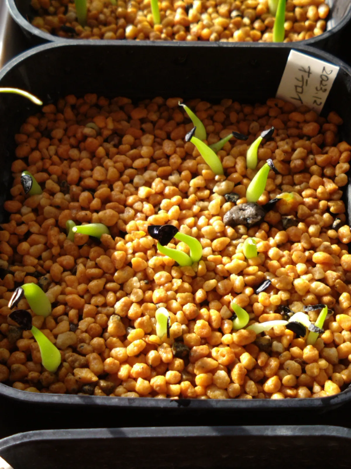 Agave oteroi (アガベ オテロイ)