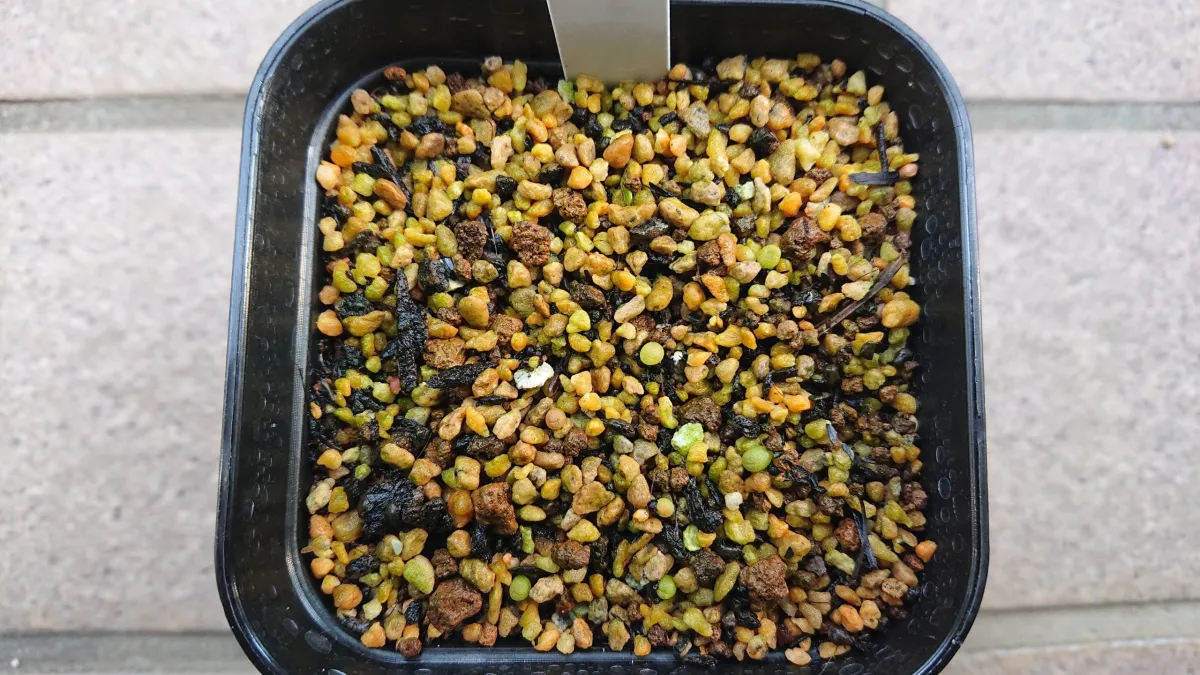 Ariocarpus retusus Seven Stars (アリオカルプス レツーサス 岩牡丹)