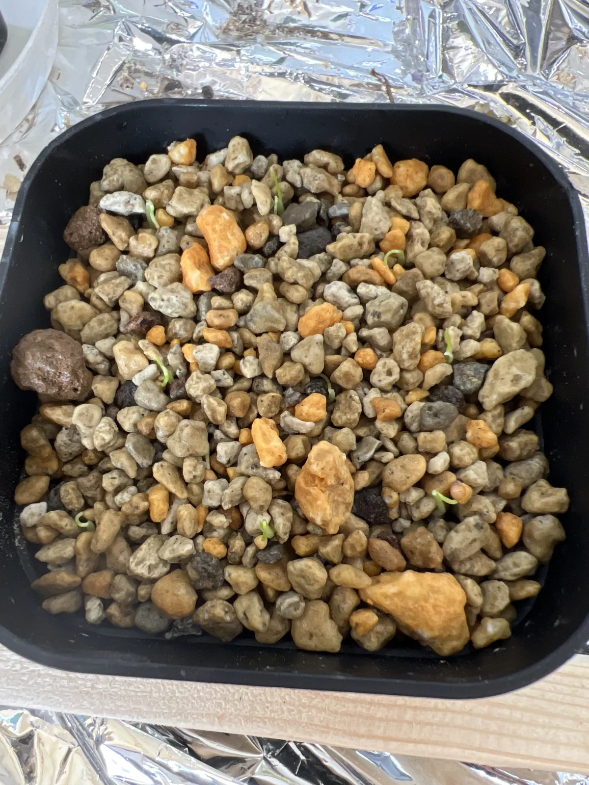 Dasylirion acrotrichum (ダシリリオン アクロトリカム)