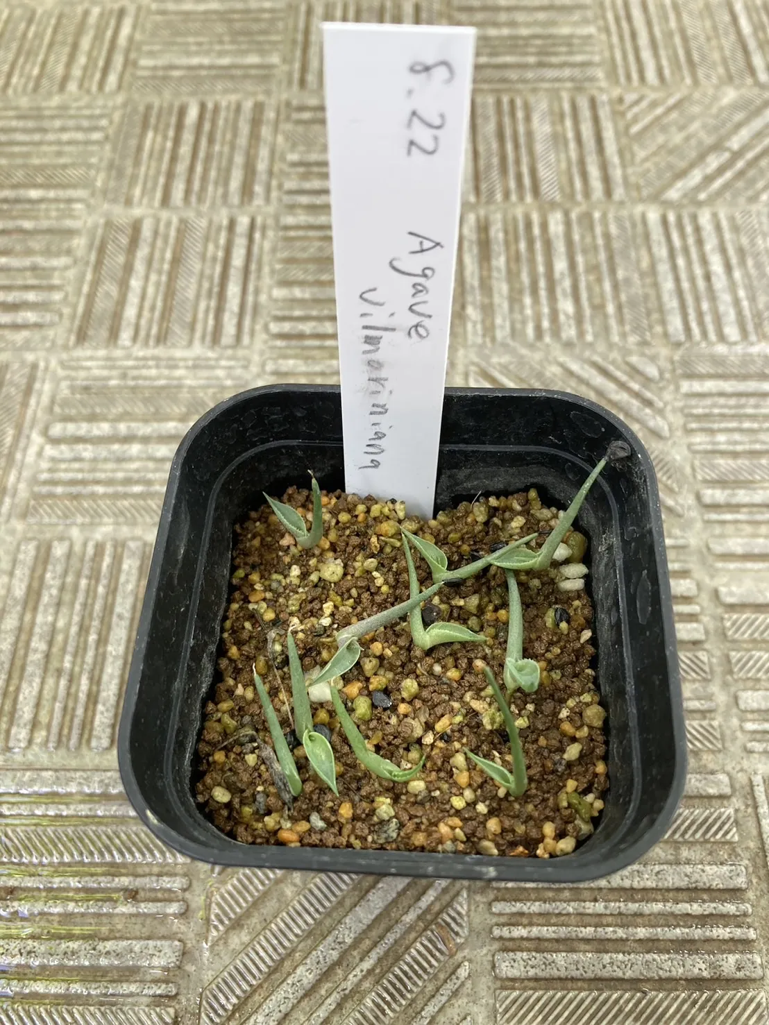 Agave vilmoriniana (アガベ ビルモリニアナ)