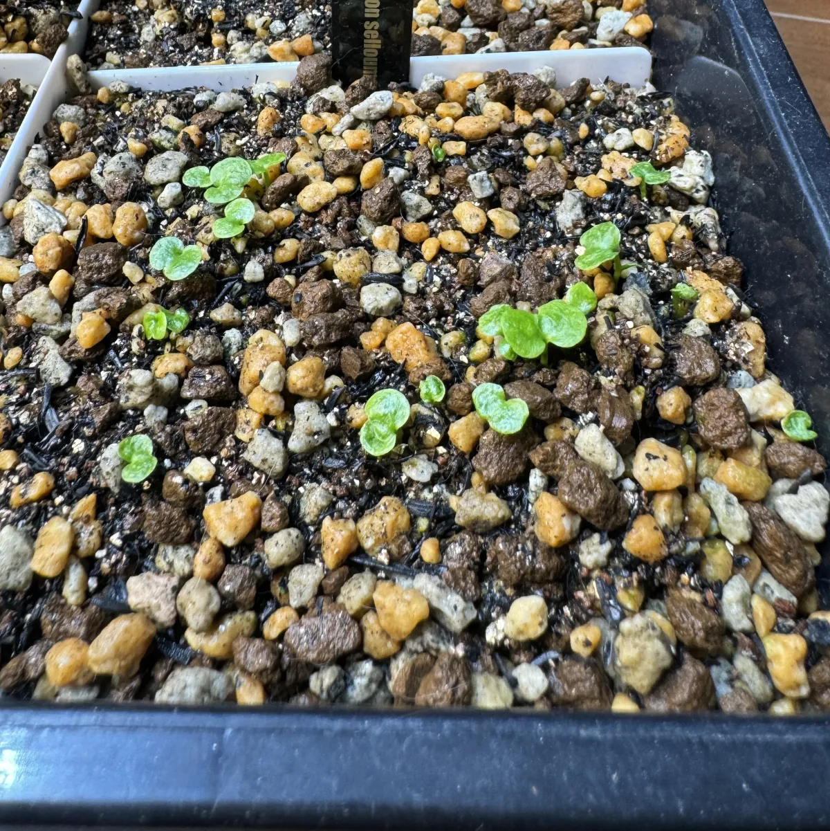 Philodendron selloum (フィロデンドロン セロウム)