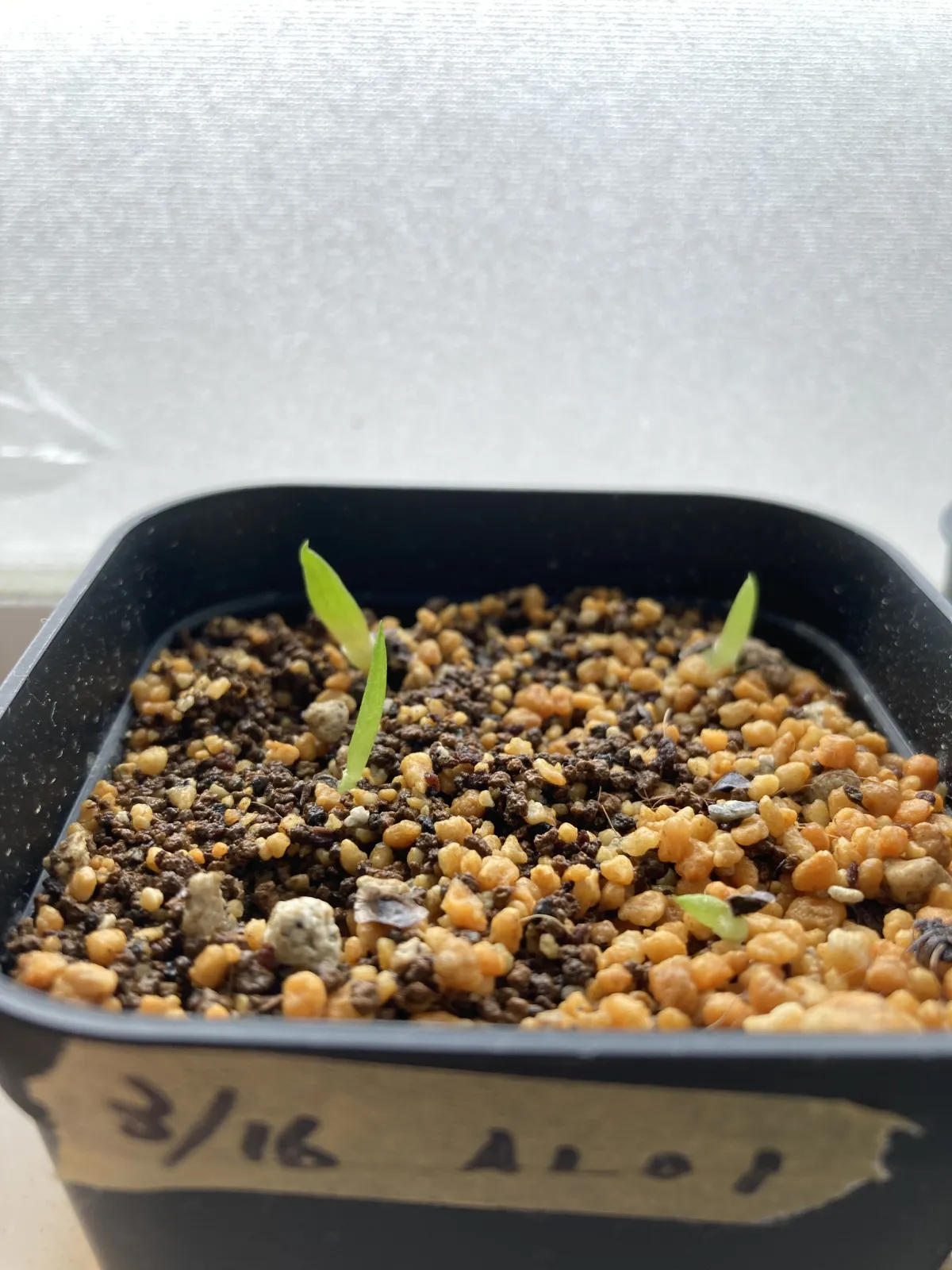 Aloe aculeata (アロエ アクレアータ)