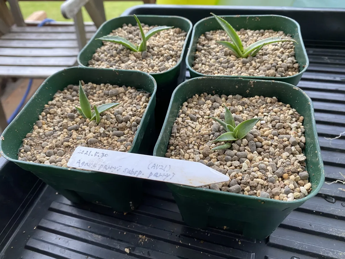 Agave parryi subsp. parryi (アガベ パリー)