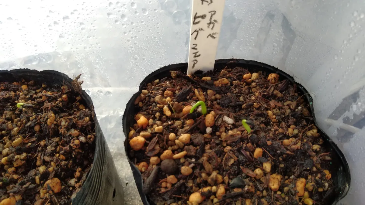 アガベ ピグマエア（モニター報告）