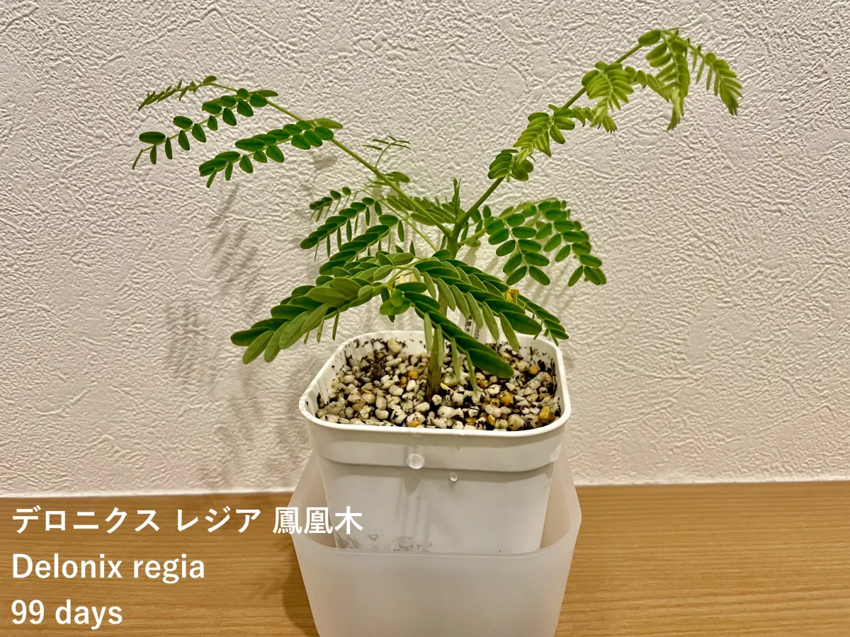 Delonix regia var. flavida (デロニクス レジア 鳳凰木)