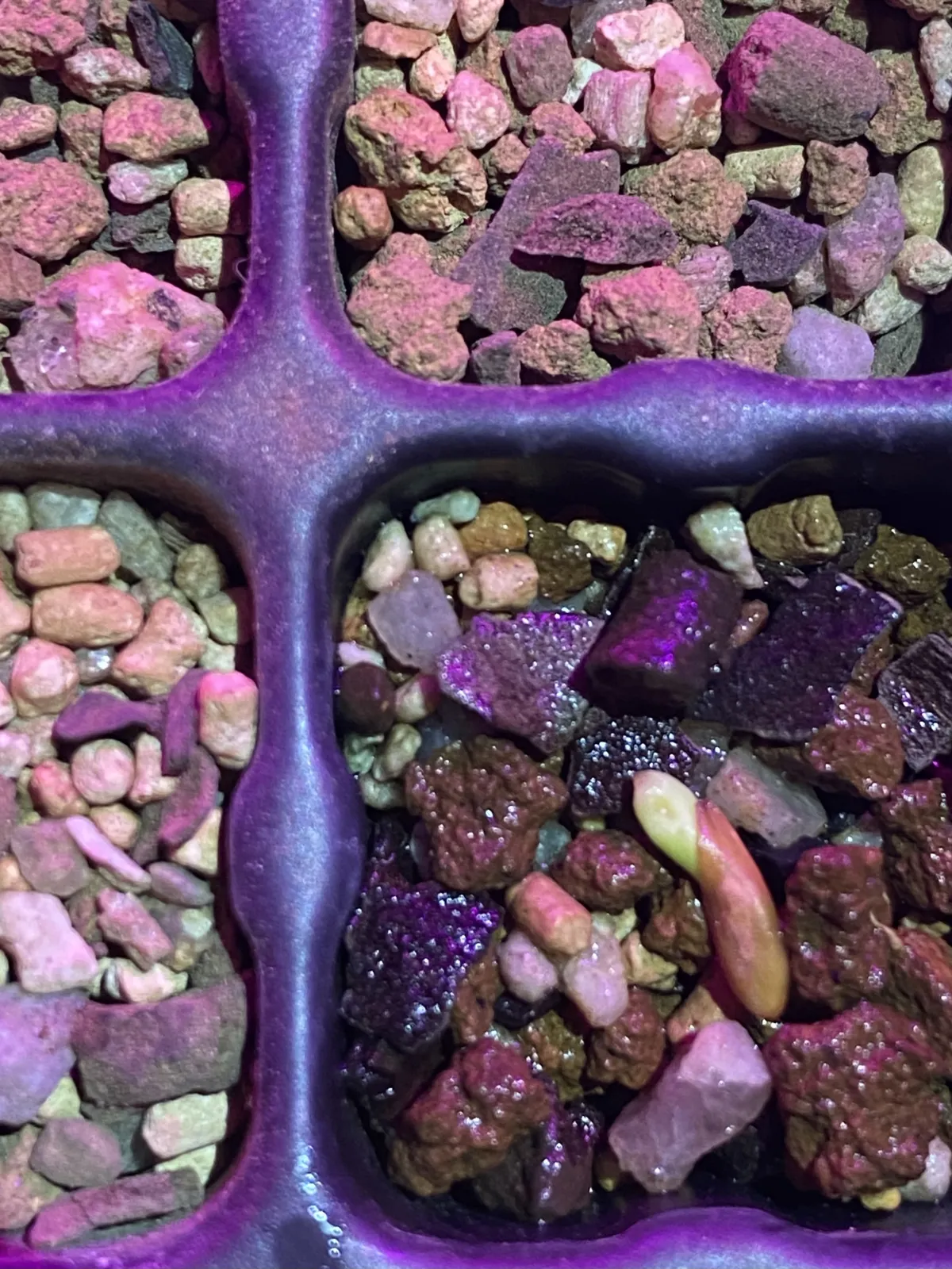 [無料種子] 発芽難 パキポディウム グラキリス　 Pachypodium rosulatum var. gracilius