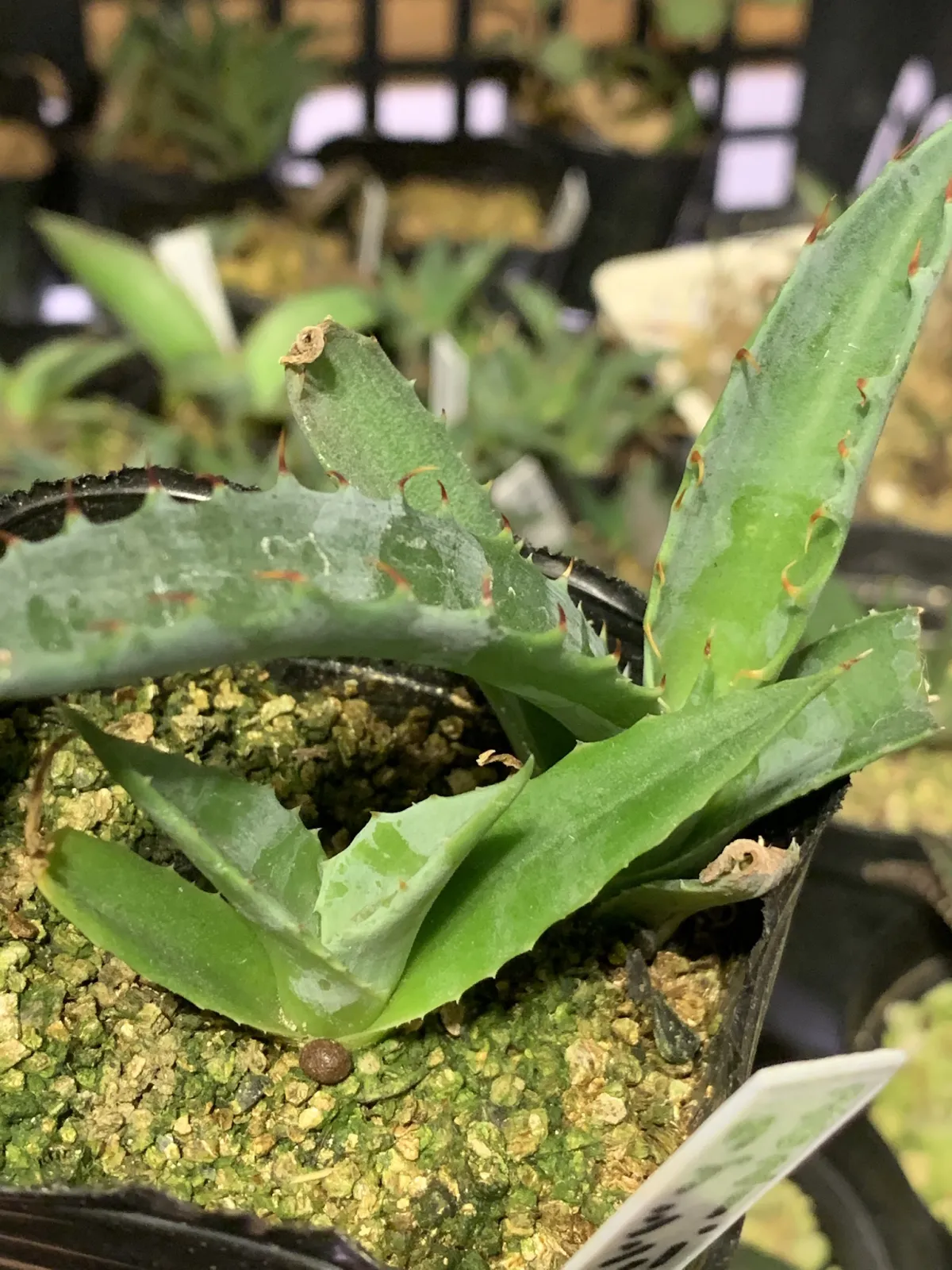 Agave subsimplex (アガベ サブシンプレックス)