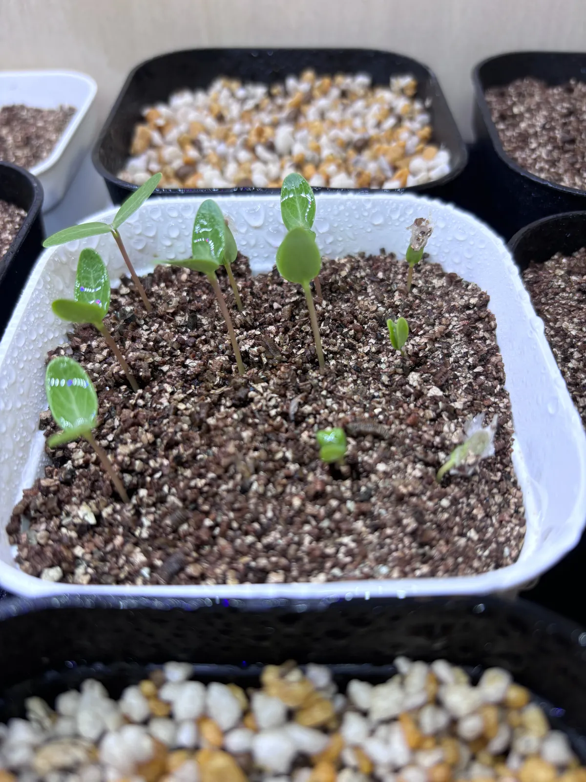 Fouquieria formosa (フォークイエリア フォルモサ)