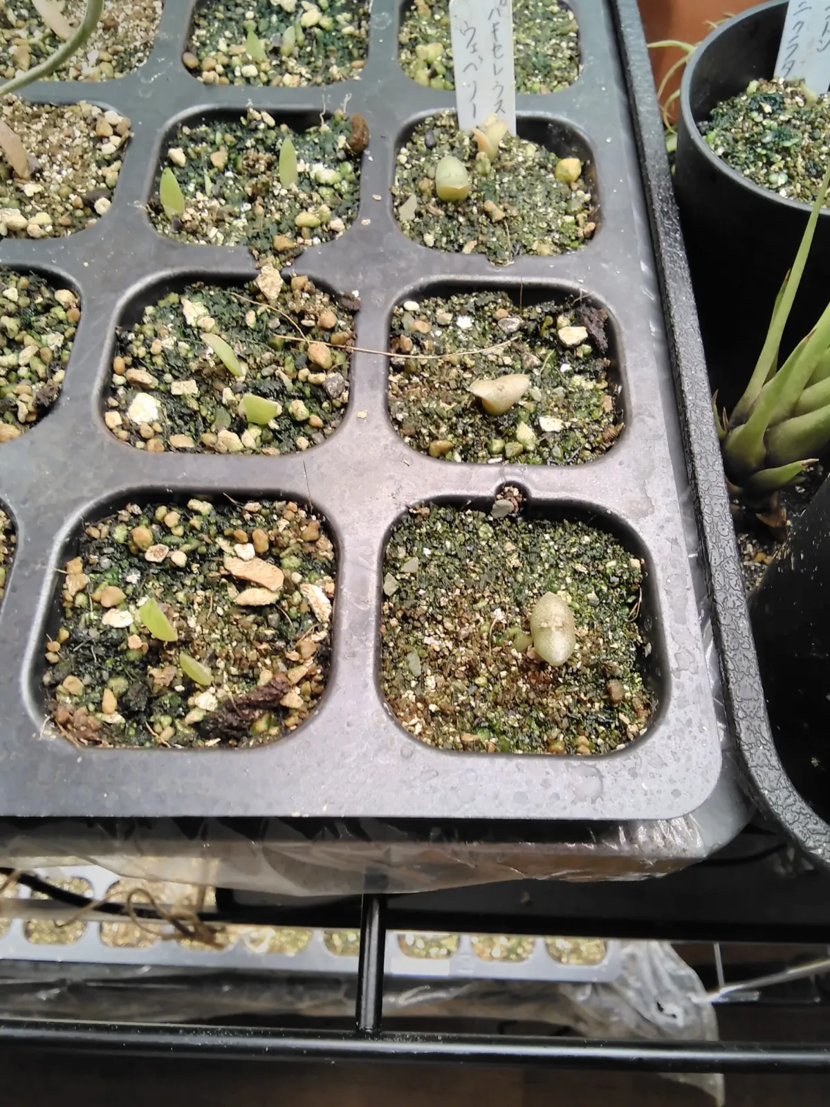 Pachycereus weberi (パキセレウス ウェベリー)