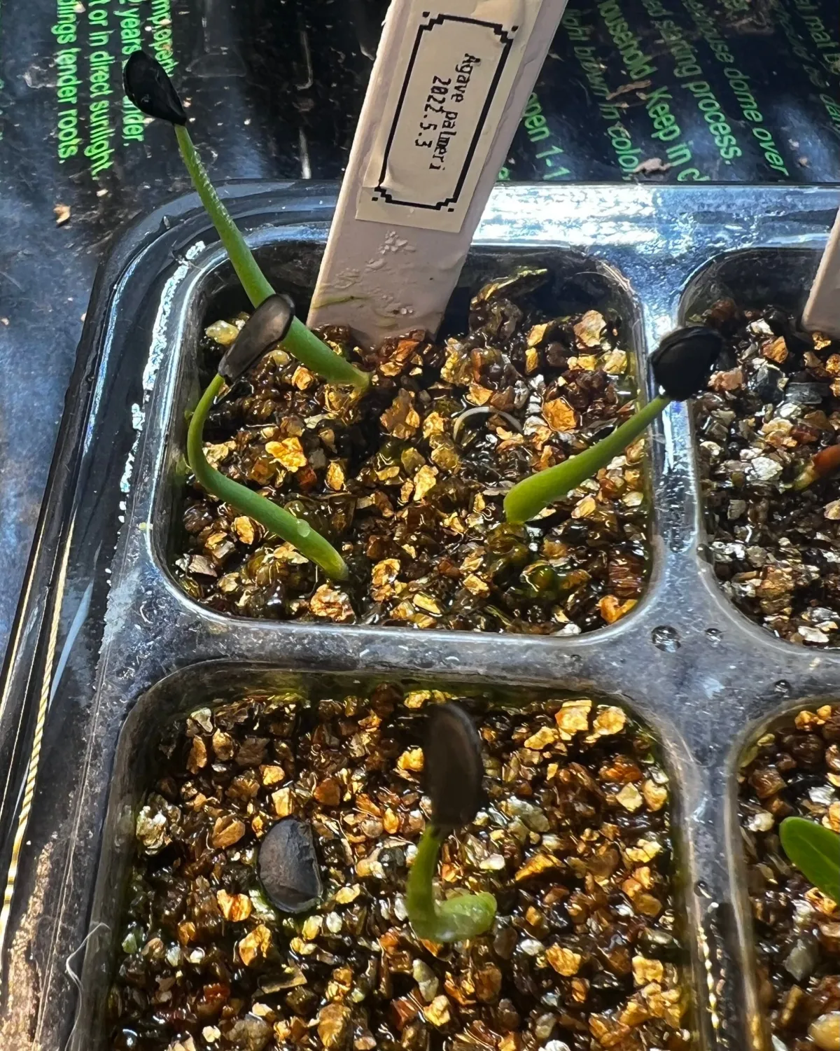 Agave palmeri (アガベ パルメリー)